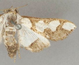 Cirrhochrista disparalis Walker